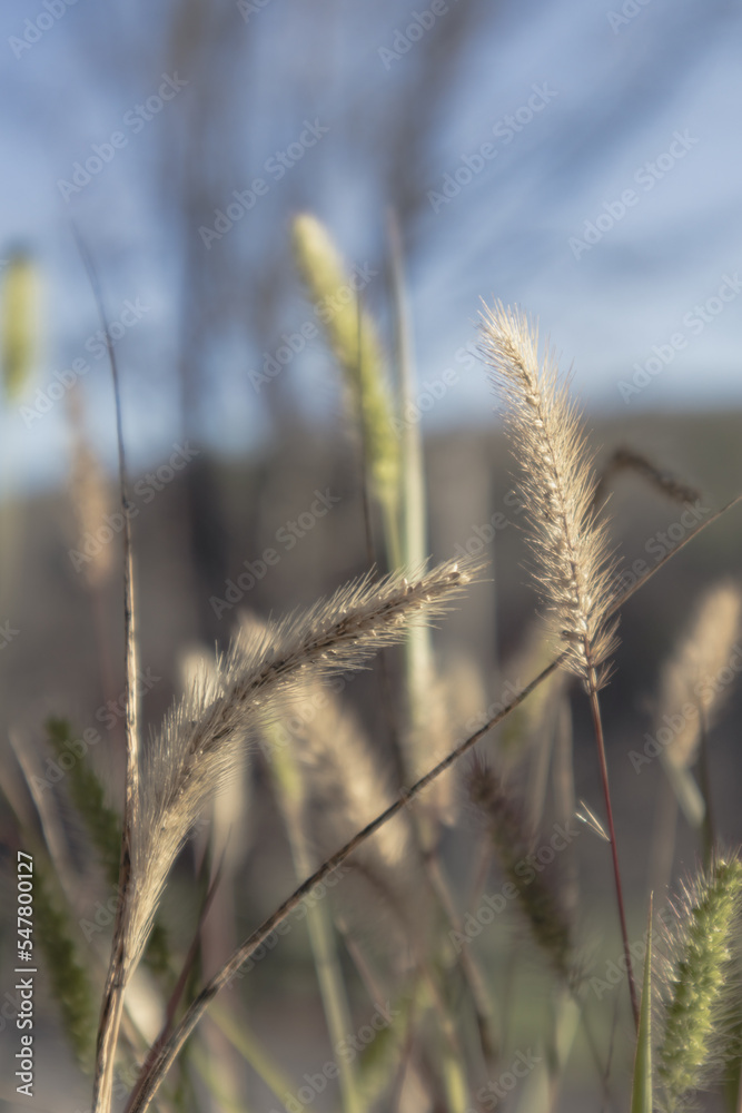 close up of wheat, ears of wheat