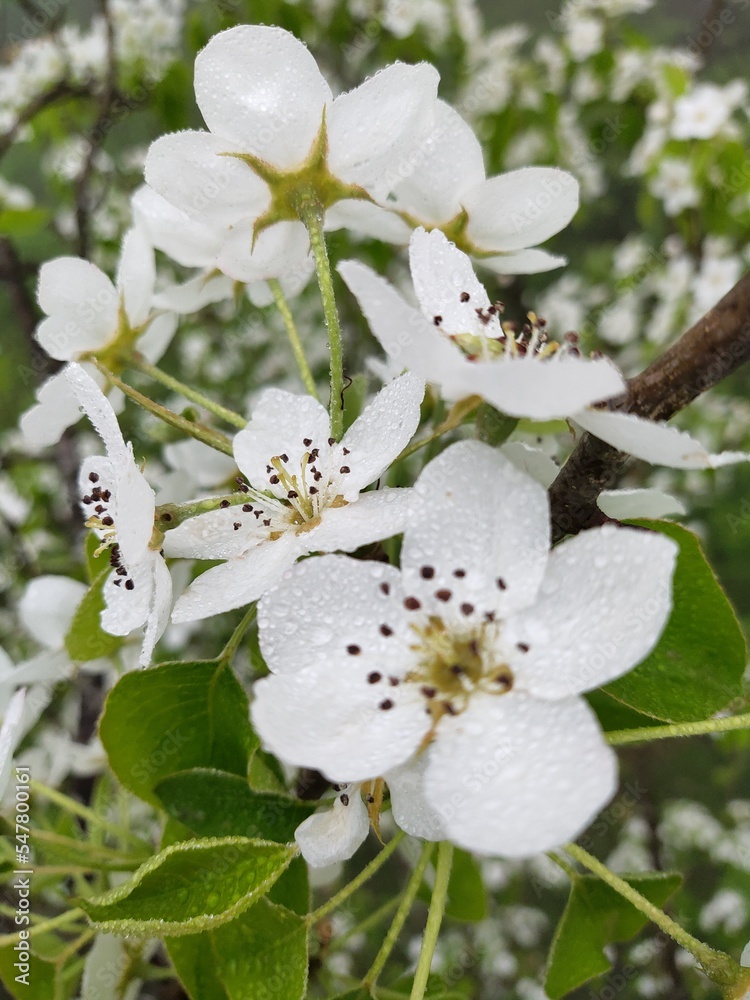 Fototapeta premium apple tree blossom