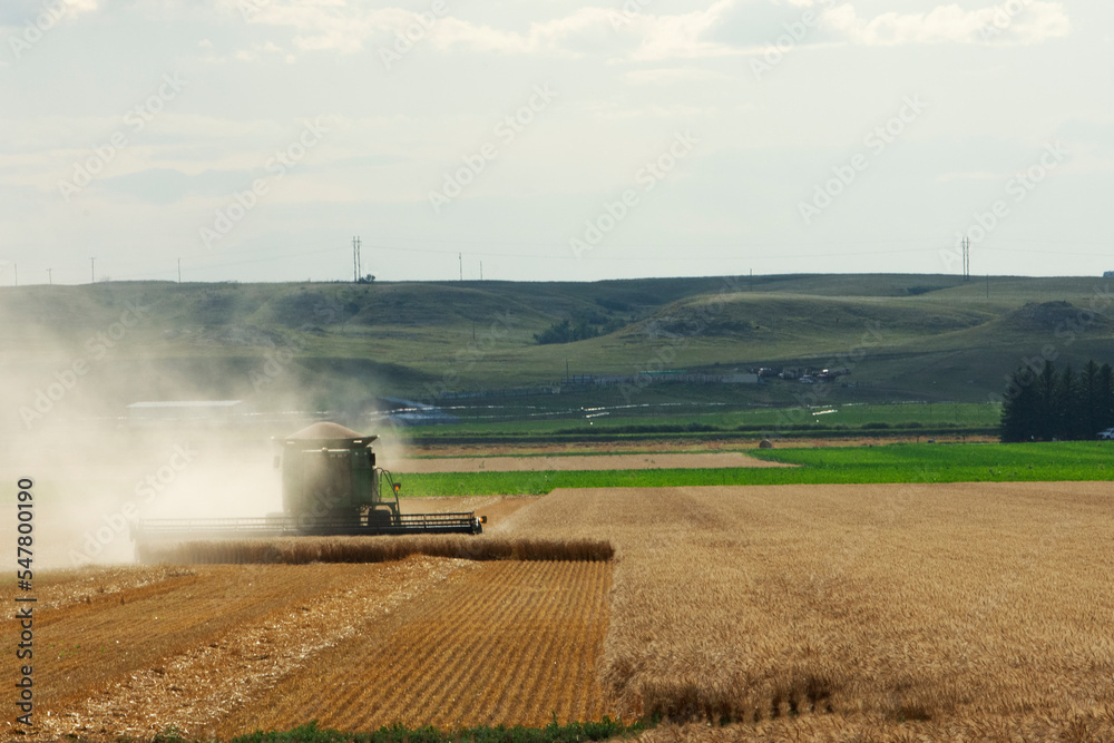 Fototapeta premium Wheat Harvest, combine thrashing across a wheat field under clear sky near Sidney, MT USA.