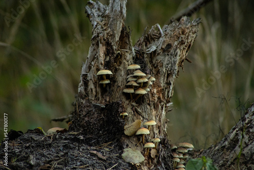 Leśne grzyby photo