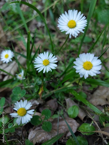 daisy in the grass