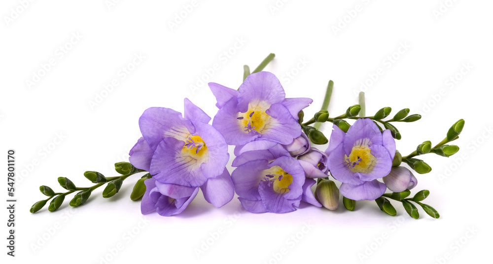 Obraz premium Fresh freesia flowers
