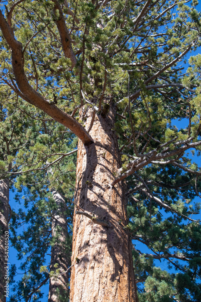 Fototapeta premium trees in the forest