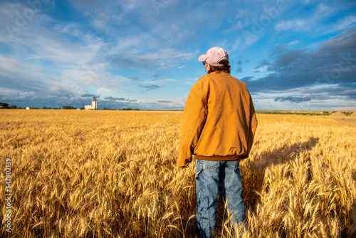 woman rancher surveys her field of wheat before harvest with a grain elevator in the background  near Sidney, MT USA under clouding sky. © Gregory Borgstahl