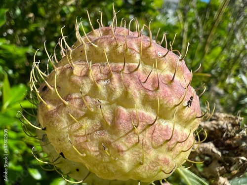Closeup of a balloonplant (Gomphocarpus physocarpus) photo