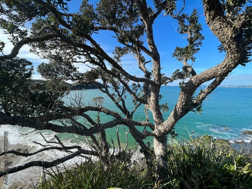 View of a tree with the shore of a sea in the background photo