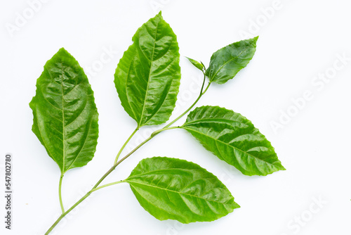 Passion fruit leaves on white background.