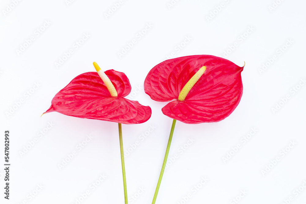 Flamingo flower or pigtail anthurium Flamingo flower or pigtail anthurium