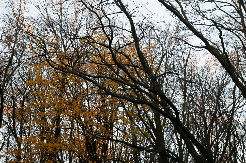 Autumn background: trees, with autumn leaves and bare, against the sky Autumn background: trees, with autumn leaves and bare, against the sky