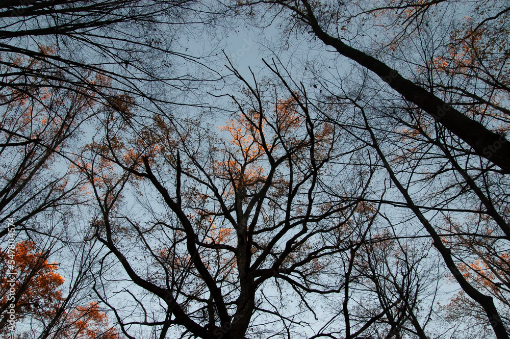 Autumn background: trees, with autumn leaves and bare, against the sky Autumn background: trees, with autumn leaves and bare, against the sky