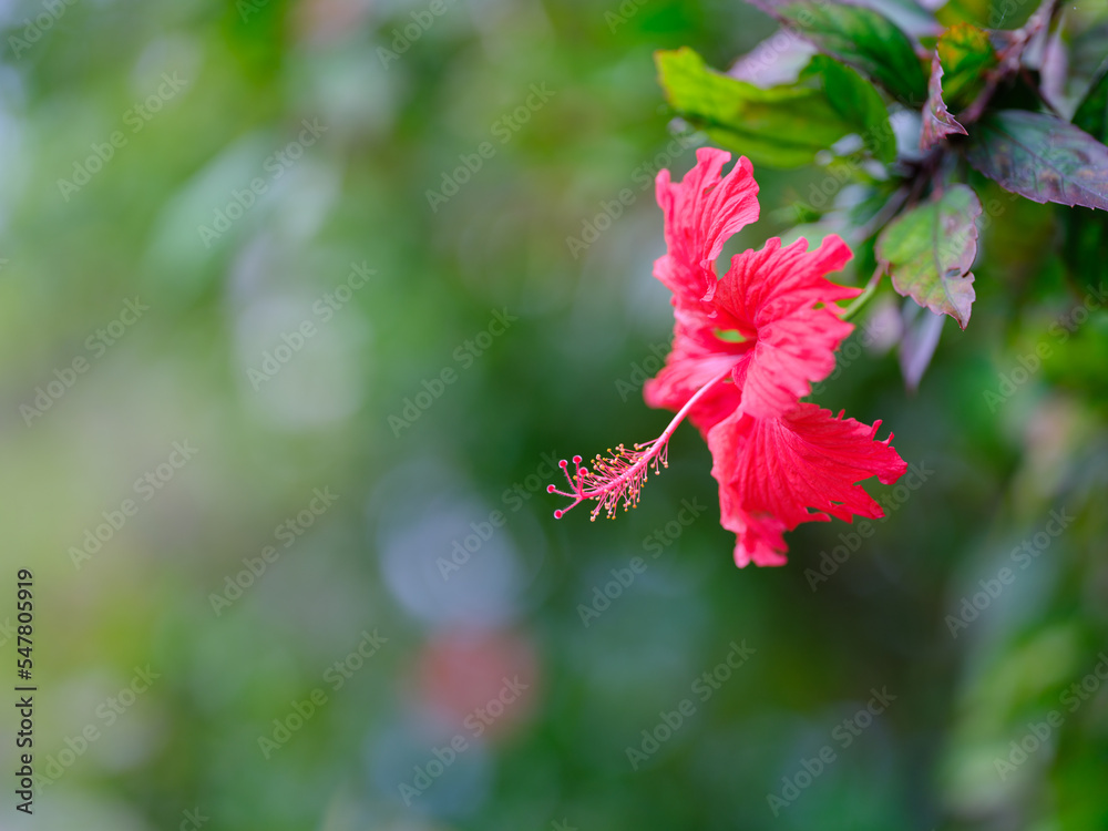 Obraz premium ハイビスカス