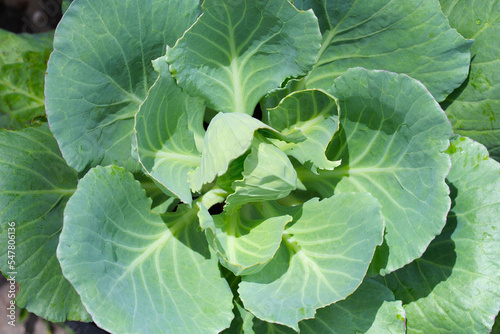 Gren cabbages growing in pots © Bowonpat