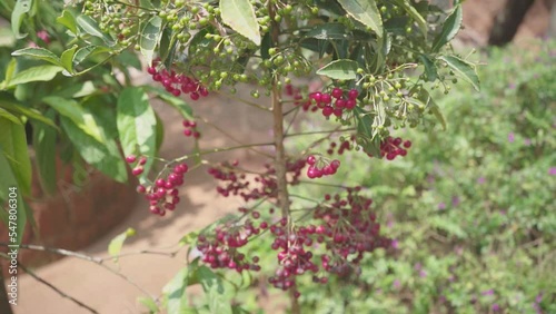 pepper plant 