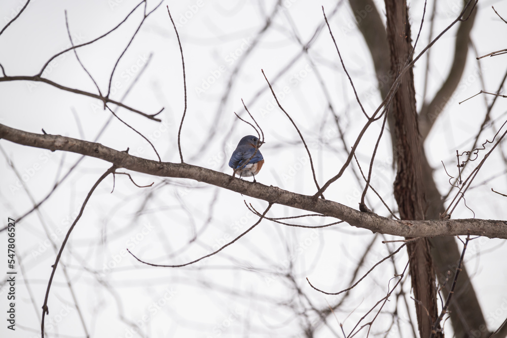 Bluebirds Playing, Allendale Michigan USA Bluebirds Playing, Allendale Michigan USA