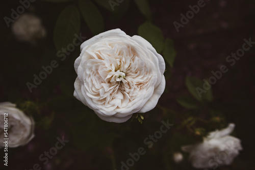 White rosebud with delicate petals viewed from above against a black background. Minimalist beautiful backdrop with roses growing in a summer garden. Greeting floral card, postcard. Perfume flower.