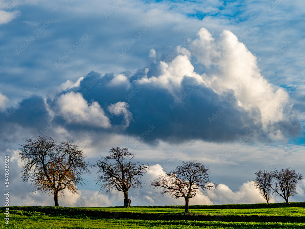 Obraz premium Obstbaum im Herbst