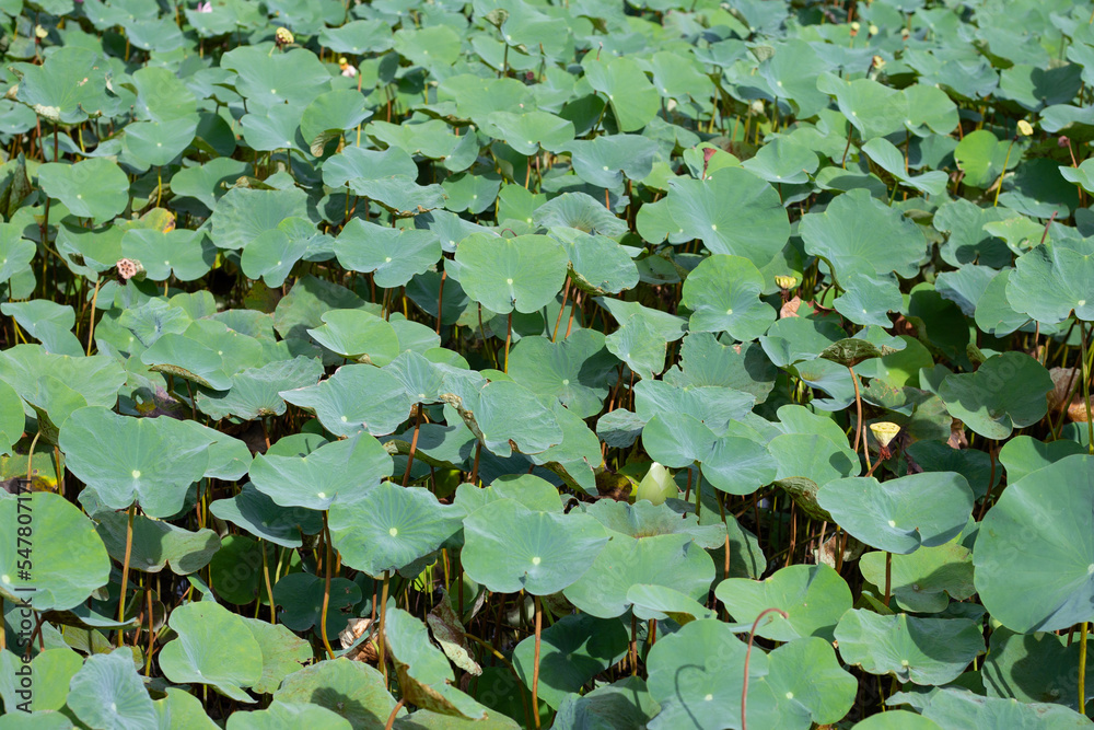 Lotus flower leaves in pond Lotus flower leaves in pond