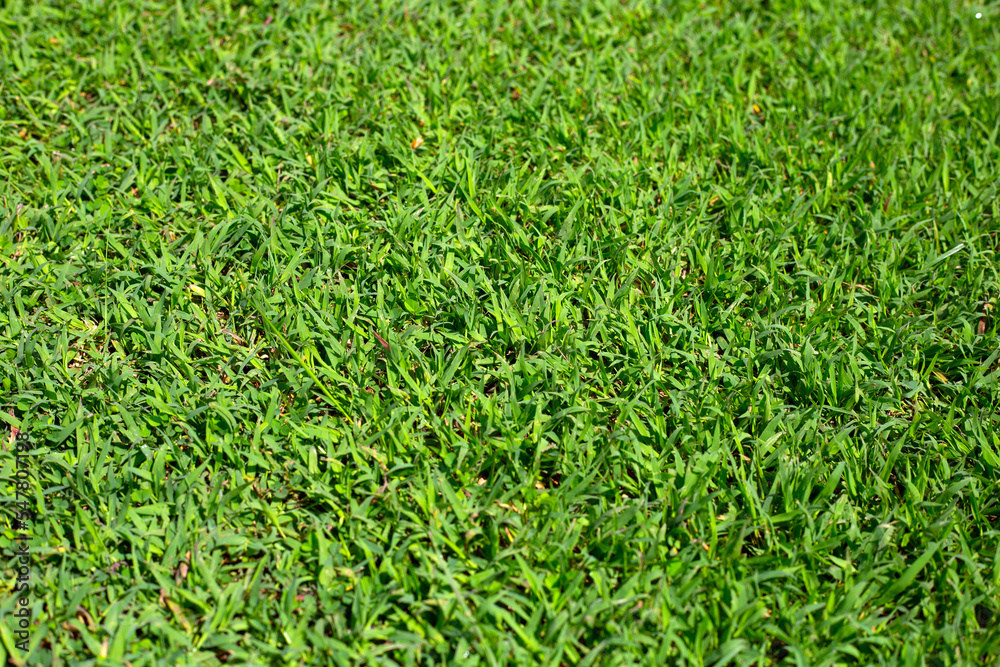 Fresh lawn grass. Beautiful green garden Fresh lawn grass. Beautiful green garden