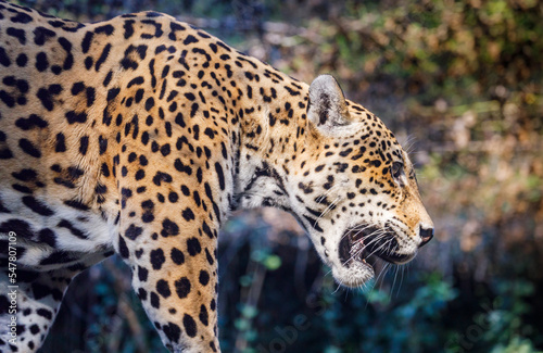 Jaguar Panthera onca majestic feline, hunting in Pantanal, Brazil