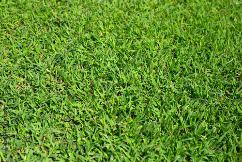 Fresh lawn grass. Beautiful green garden