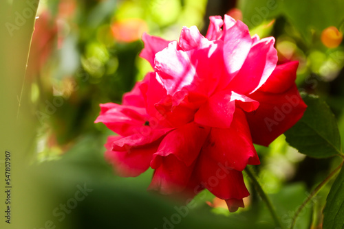 Photos Single pink red rosebud on green natural background