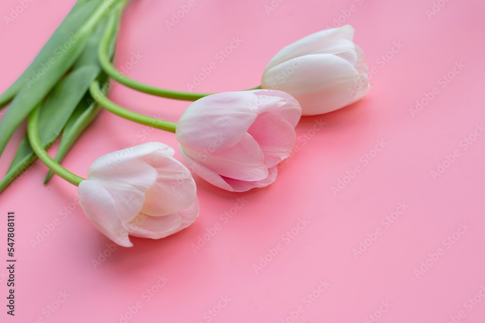 White pink tulips on pink background.