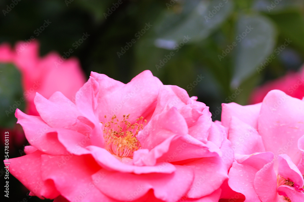Pink rosebush buds on green background blooming in garden in sunny summer day. Pink rosebush buds on green background blooming in garden in sunny summer day.