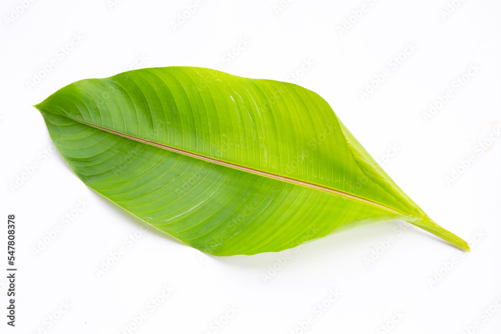 Obraz premium Heliconia leaf on white background.