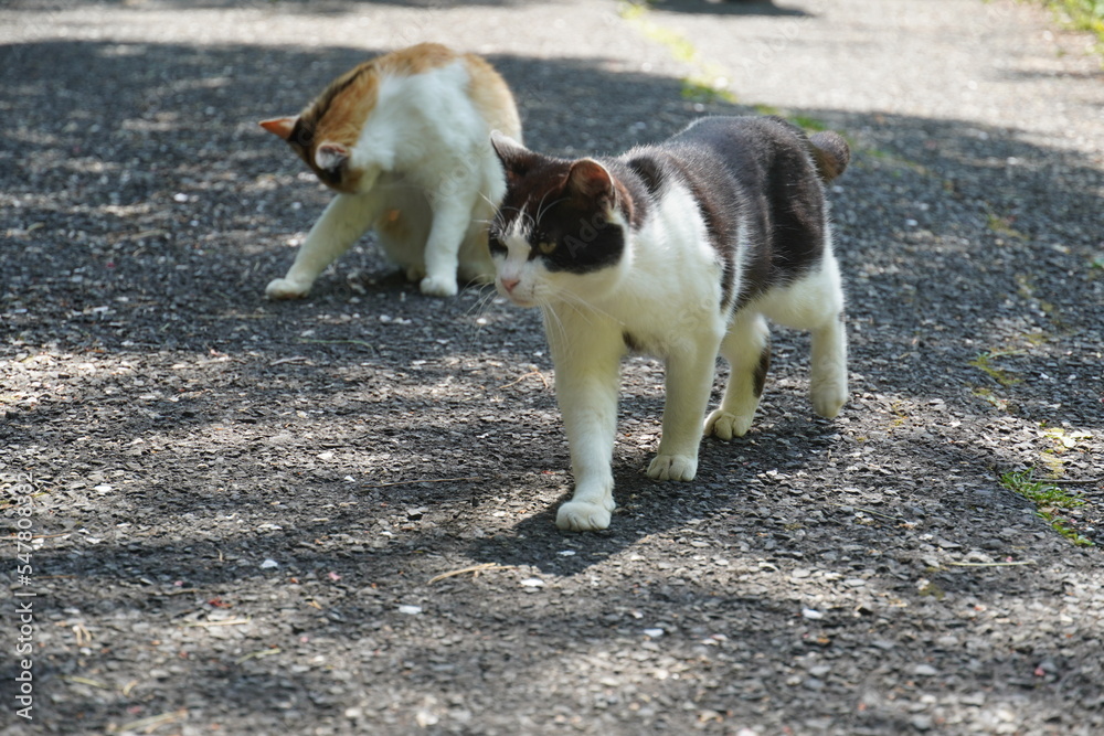 毛づくろいをしている猫の横を通る猫 毛づくろいをしている猫の横を通る猫