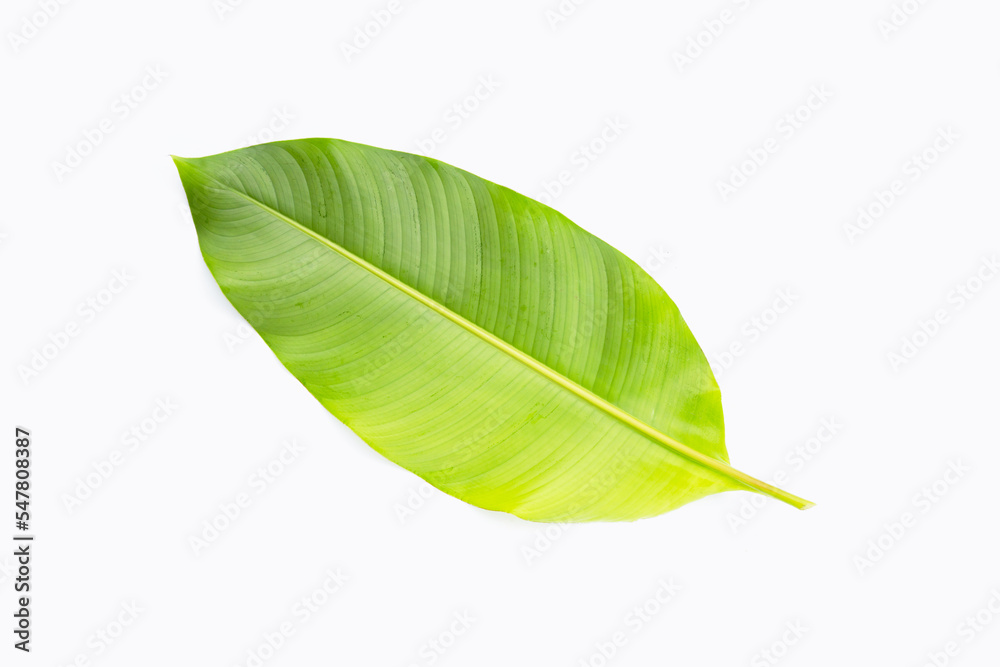 Obraz premium Heliconia leaf on white background.