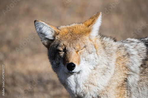 Coyote in Yellowstone National Park