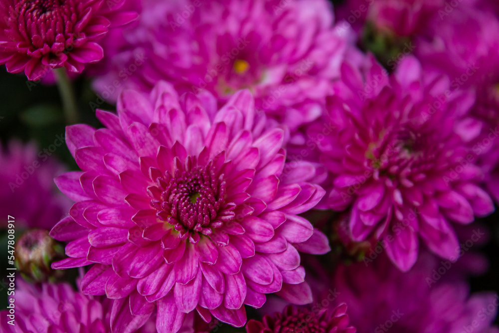 Beautiful pink chrysanthemum flower close-up. Beautiful pink chrysanthemums Close-up photo of a bunch of bright pink chrysanthemum flowers. Beautiful pink chrysanthemum flower close-up. Beautiful pink chrysanthemums Close-up photo of a bunch of bright pink chrysanthemum flowers.