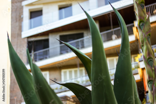 Urban jungle. Leaves of scarlet agave huge succulent on blurry background of an apartment building, a building Exotic plants and flowers growing in an urban environment. Green zone in botanical garden photo