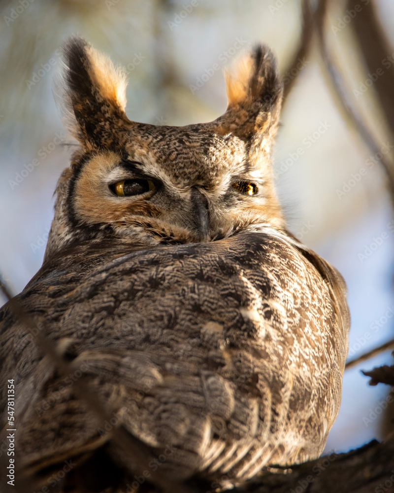 Obraz premium great horned owl