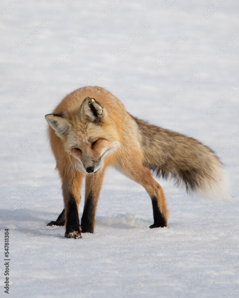 Fototapeta premium red fox listening
