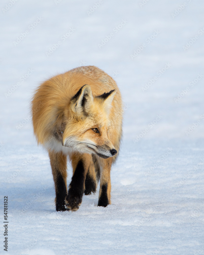 Fototapeta premium red fox in snow