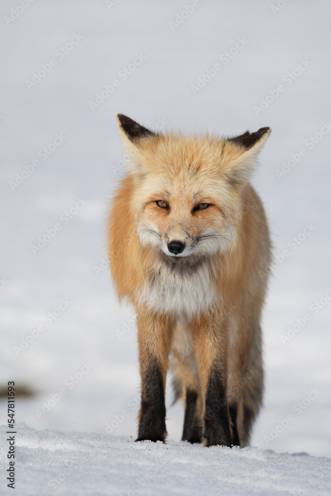 Obraz premium red fox 