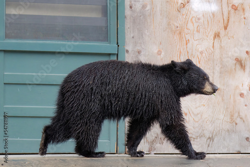 black bear walking