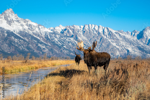 Moose in the mountains