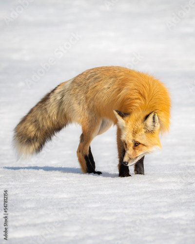 red fox in snow