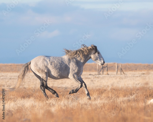 wild horse galloping