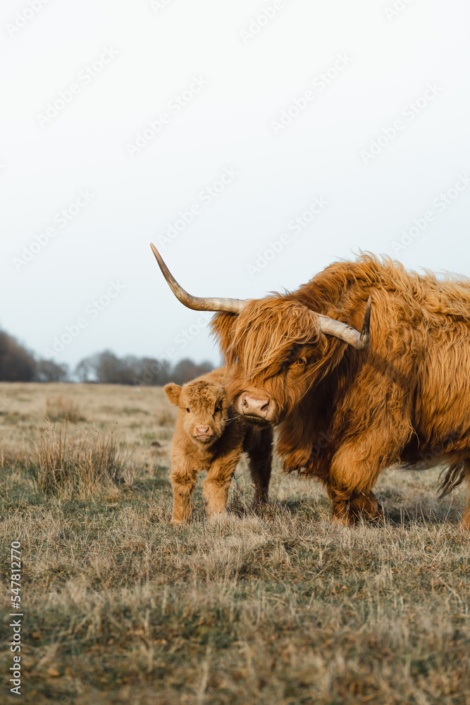 Scottish Higlander family, calf and mother on a field ecological farm  - obrazy, fototapety, plakaty 