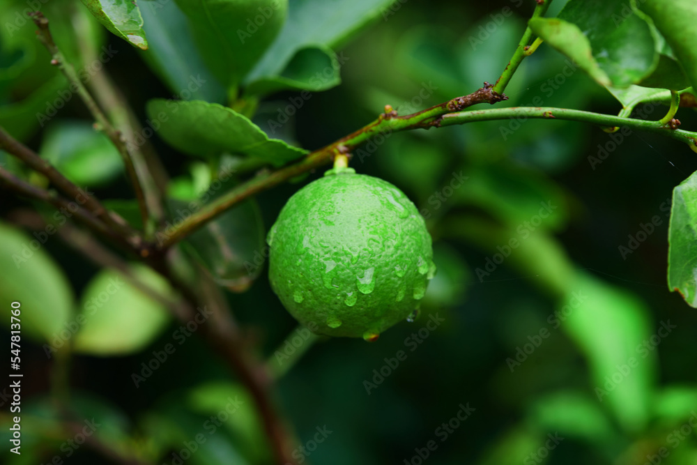 Close-up view of fresh lime with water drops  on tree branch	
