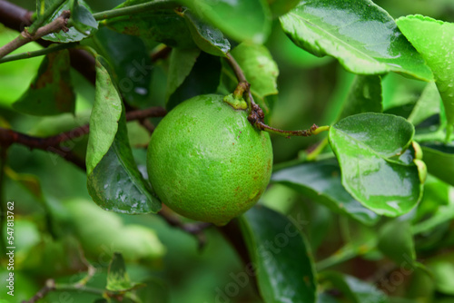 Wallpaper Mural Close-up view of fresh lime with water drops  on tree branch	 Torontodigital.ca