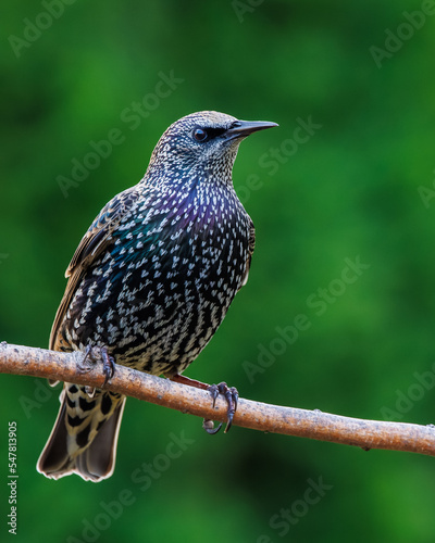 Starling on a Limb