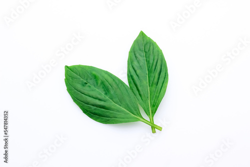 Two fresh green basil leaf isolated on white background.