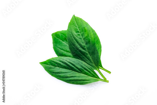A group of three fresh green basil leaf isolated on white background.