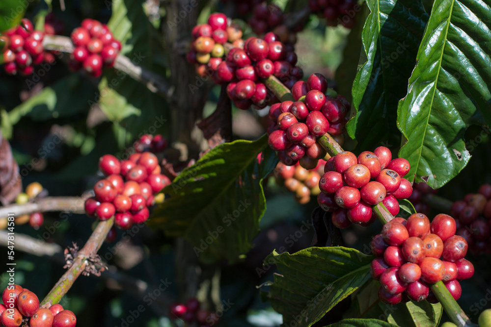 Fototapeta premium Cherry Coffee on the tree
