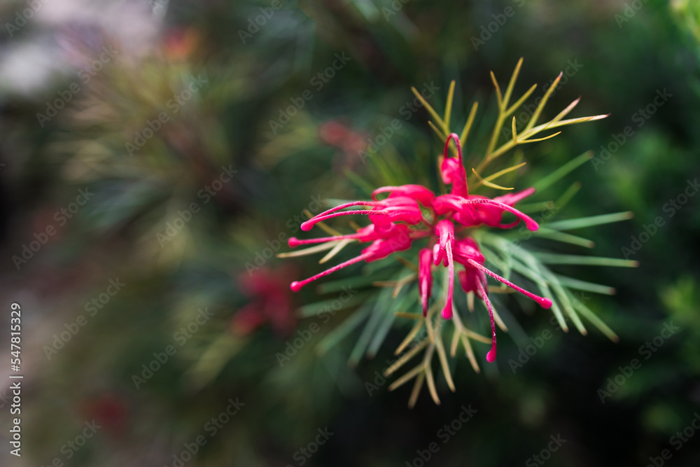 native Australian grevillea bon accord plant with red flowers outdoor in beautiful tropical backyard native Australian grevillea bon accord plant with red flowers outdoor in beautiful tropical backyard