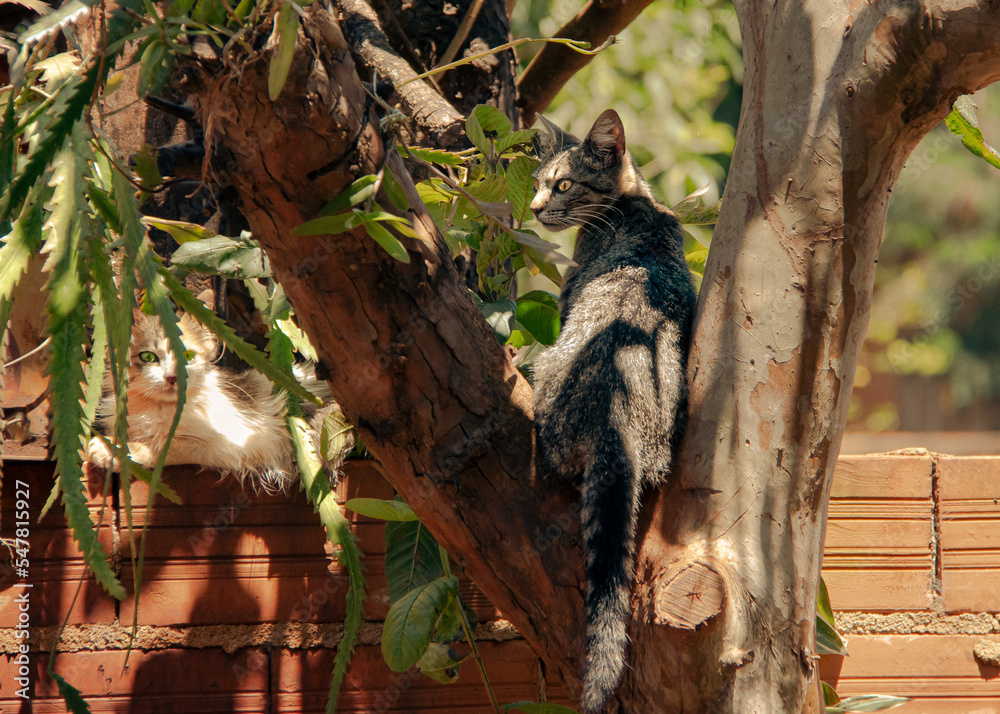 Fototapeta premium Animais. 